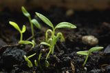 Parsley Herb Seeds, Forest Green Parsley Seeds,"COOL BEANS N SPROUTS" Brand. Herb. Non-GMO. Home Gardening. - Cool Beans & Sprouts