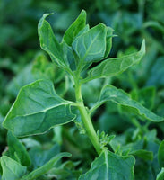 Spinach Seeds,  New Zealand Spinach Seeds,"COOL BEANS N SPROUTS" Brand. Heirloom. Non-GMO. Home Gardening. - Cool Beans & Sprouts