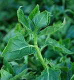 Spinach Seeds,  New Zealand Spinach Seeds,"COOL BEANS N SPROUTS" Brand. Heirloom. Non-GMO. Home Gardening. - Cool Beans & Sprouts