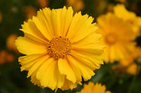 Lance-Leaved Coreopsis Flower Seeds,"COOL BEANS N SPROUTS" Brand. Home Gardening. - Cool Beans & Sprouts