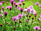 Bachelor Button Seeds, Tall Pink Bachelor Button Flower Seeds,"COOL BEANS N SPROUTS" Brand. Home Gardening. - Cool Beans & Sprouts