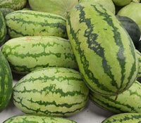 Watermelon Seeds, Jubilee Watermelon Seeds,"COOL BEANS N SPROUTS" Brand. Heirloom. Non-GMO. Home Gardening. - Cool Beans & Sprouts
