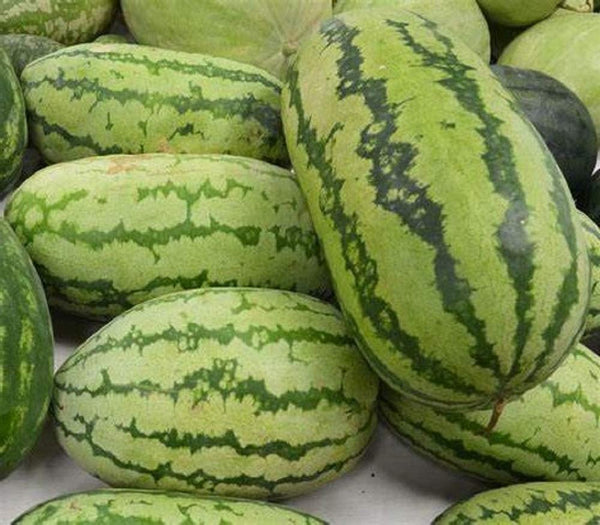 Watermelon Seeds, Jubilee Watermelon Seeds,"COOL BEANS N SPROUTS" Brand. Heirloom. Non-GMO. Home Gardening. - Cool Beans & Sprouts