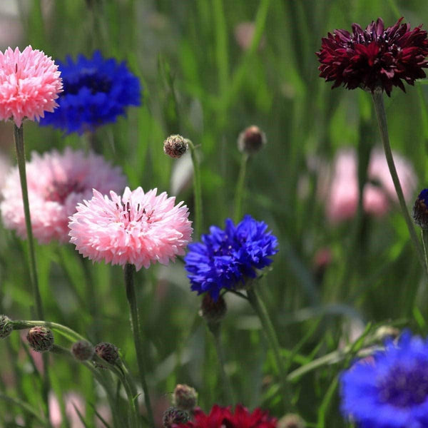 button flower seeds Bachelor Button Seeds, Dwarf Polka Dot Mix Bachelor Button Flower Seed