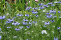 Love in a Mist Flower Seeds, Blue Love in a Mist, Nigella Damascena Flower Seeds, "COOL BEANS N SPROUTS" Brand. Home Gardening. - Cool Beans & Sprouts