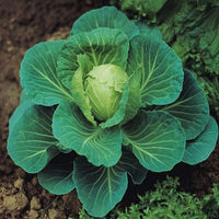Cabbage Seeds- Golden Acre,  "COOL BEANS N SPROUTS" Brand. Home Gardening. - Cool Beans & Sprouts
