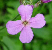 Dame's Rocker Purple  Flower Seeds, "COOL BEANS N SPROUTS" Brand. Home Gardening. - Cool Beans & Sprouts