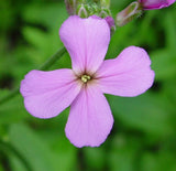 Dame's Rocker Purple  Flower Seeds, "COOL BEANS N SPROUTS" Brand. Home Gardening. - Cool Beans & Sprouts