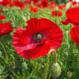 Poppy Flower Seeds, Flanders Poppy Flower Seeds, "COOL BEANS N SPROUTS" Brand. Home Gardening. - Cool Beans & Sprouts