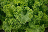 Mustard Green Seeds,  Southern Giant Curled Mustard Green Seeds, "COOL BEANS N SPROUTS" Brand. Heirloom. Non-GMO. Home Gardening. - Cool Beans & Sprouts