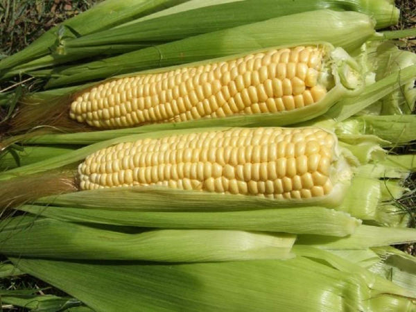 Corn Seeds,  Ashworth Sweet Corn Seeds, "COOL BEANS N SPROUTS" Brand. Home Gardening. - Cool Beans & Sprouts