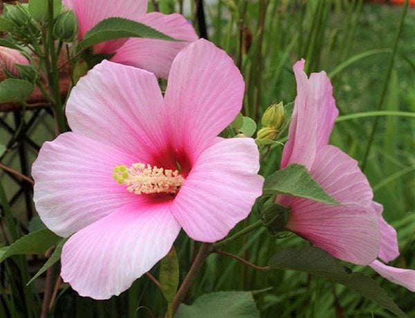 rose mallow seeds Rose Mallow Flower Seeds, Also know as Tree Mallow "COOL BEANS N SPROU