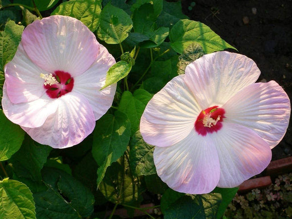 planting rose mallow seeds Rose Mallow Flower Seeds, Also know as Tree Mallow "COOL BEANS N SPROU