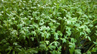 Cress Herb Seeds,  Curled Cress Herb Seeds, "COOL BEANS N SPROUTS" Brand. Home Gardening. - Cool Beans & Sprouts