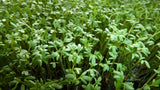 Cress Herb Seeds,  Curled Cress Herb Seeds, "COOL BEANS N SPROUTS" Brand. Home Gardening. - Cool Beans & Sprouts