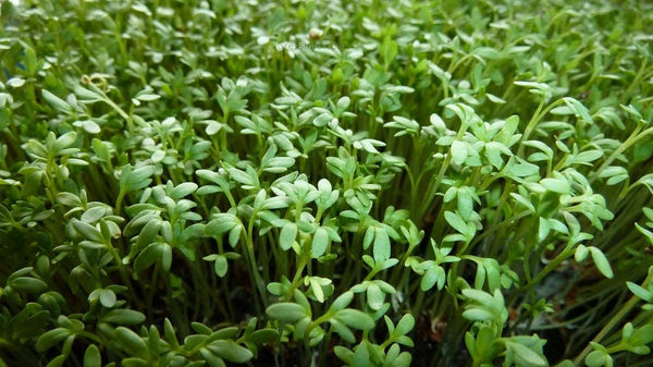 Cress Herb Seeds,  Curled Cress Herb Seeds, "COOL BEANS N SPROUTS" Brand. Home Gardening. - Cool Beans & Sprouts