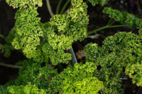 Parsley Herb Seeds,  Triple Curled Parsley, "COOL BEANS N SPROUTS" Brand. Home Gardening. - Cool Beans & Sprouts