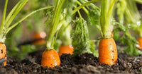 Carrot Seeds- Scarlet Nantes Carrot Seeds ,"COOL BEANS N SPROUTS" Brand. Home Gardening, - Cool Beans & Sprouts
