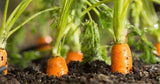 Carrot Seeds- Scarlet Nantes Carrot Seeds ,"COOL BEANS N SPROUTS" Brand. Home Gardening, - Cool Beans & Sprouts