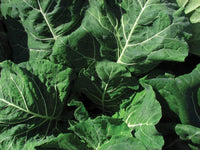 Collard Green Seeds , Champion Collard Green  Seeds,"COOL BEANS N SPROUTS" Brand. Home Gardening. - Cool Beans & Sprouts