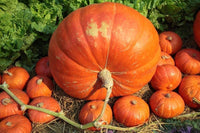 Pumpkin Seeds, Big Max Pumpkin Seeds,"COOL BEANS N SPROUTS" Brand. Heirloom. Non-GMO. Home Gardening. - Cool Beans & Sprouts