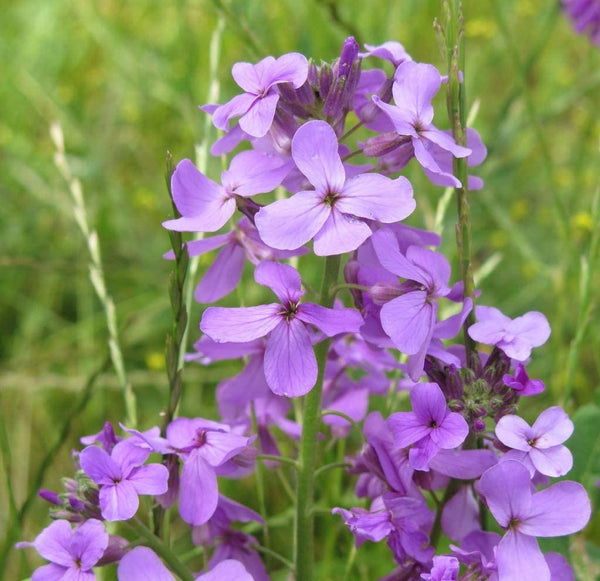 Dame's Rocker Purple  Flower Seeds, "COOL BEANS N SPROUTS" Brand. Home Gardening. - Cool Beans & Sprouts