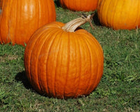Pumpkin Seeds, Connecticut Field Pumpkin,"COOL BEANS N SPROUTS" Brand. Heirloom. Non-GMO. Home Gardening. - Cool Beans & Sprouts