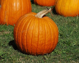 Pumpkin Seeds, Connecticut Field Pumpkin,"COOL BEANS N SPROUTS" Brand. Heirloom. Non-GMO. Home Gardening. - Cool Beans & Sprouts
