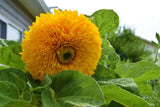 Sunflower Flower Seeds, Giant Sun Gold Sunflower Seeds, "COOL BEANS N SPROUTS" Brand. Non-GMO. Home Gardening. - Cool Beans & Sprouts