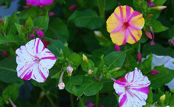 Four O'Clock Marvel of Peru  Flower Seeds ,"COOL BEANS N SPROUTS" Brand. Home Gardening. - Cool Beans & Sprouts