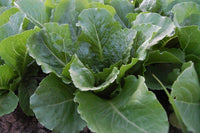 Lettuce Seeds,  Parris Island Romaine Lettuce Seeds ,"COOL BEANS N SPROUTS" Brand. Home Gardening. - Cool Beans & Sprouts