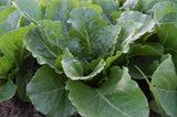 Lettuce Seeds,  Parris Island Romaine Lettuce Seeds ,"COOL BEANS N SPROUTS" Brand. Home Gardening. - Cool Beans & Sprouts