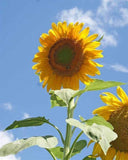 Sunflower Flower Seeds,  Russian Mammoth Sunflower Seeds, "COOL BEANS N SPROUTS" Brand. Non-GMO. Home Gardening. - Cool Beans & Sprouts