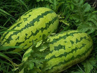 Watermelon Seeds,  Florida Giant Watermelon Seeds,"COOL BEANS N SPROUTS" Brand. Heirloom. Non-GMO. Home Gardening. - Cool Beans & Sprouts