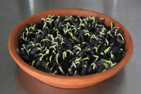 Sunflower Seeds for Sprouting Microgreens, A Rich Source of Vitamins and Minerals and Health-Promoting Nutrients! "COOL BEANS N SPROUTS" Brand, A Small Town Family Run USA Business. - Cool Beans & Sprouts
