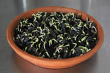 Sunflower Seeds for Sprouting Microgreens, A Rich Source of Vitamins and Minerals and Health-Promoting Nutrients! "COOL BEANS N SPROUTS" Brand, A Small Town Family Run USA Business. - Cool Beans & Sprouts