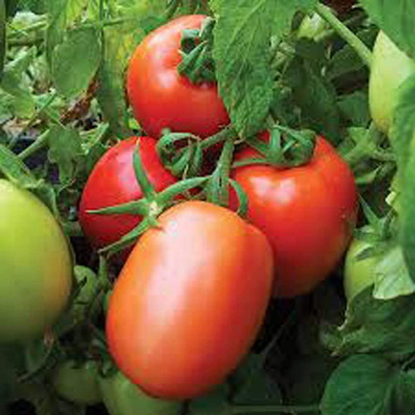 Tomato Seeds , Roma Tomato Seed, Non- GMO, "COOL BEANS N SPROUTS" brand,  Jacobs Ladder Ent. - Cool Beans & Sprouts