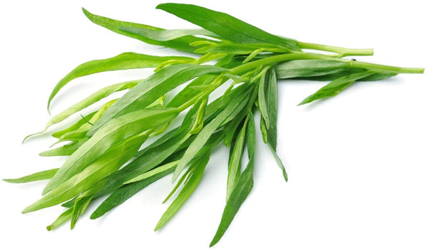 Tarragon Herb Seeds,"COOL BEANS N SPROUTS" Brand. Herb. Non-GMO. Home Gardening. - Cool Beans & Sprouts