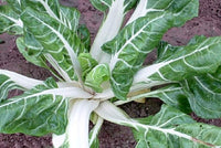 Swiss Chard Seeds,  White Ribbed Swiss Chard Seeds,"COOL BEANS N SPROUTS" Brand. Heirloom. Non-GMO. Home Gardening. - Cool Beans & Sprouts