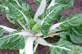 Swiss Chard Seeds,  White Ribbed Swiss Chard Seeds,"COOL BEANS N SPROUTS" Brand. Heirloom. Non-GMO. Home Gardening. - Cool Beans & Sprouts