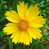 Lance-Leaved Coreopsis Flower Seeds,"COOL BEANS N SPROUTS" Brand. Home Gardening. - Cool Beans & Sprouts