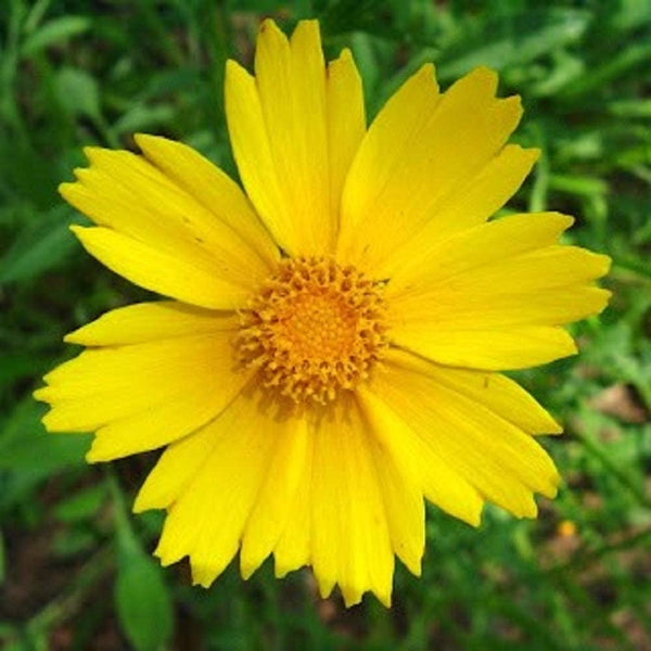 Lance-Leaved Coreopsis Flower Seeds,"COOL BEANS N SPROUTS" Brand. Home Gardening. - Cool Beans & Sprouts