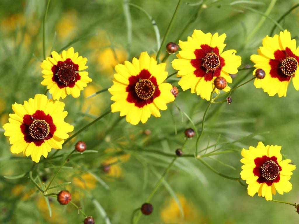Coreopsis Seeds , Plains Coreopsis Flower Seeds,