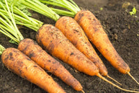 Carrot Seeds- Danvers 126,"COOL BEANS N SPROUTS" Brand. Home Gardening. - Cool Beans & Sprouts