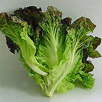 Lettuce, Red Leaf Romaine Lettuce Seeds, COOL BEAND N SPROUTS BRAND, Non-GMO, Healthy Hearty, A Great addition to Any Salad. - Cool Beans & Sprouts
