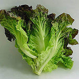 Lettuce, Red Leaf Romaine Lettuce Seeds, COOL BEAND N SPROUTS BRAND, Non-GMO, Healthy Hearty, A Great addition to Any Salad. - Cool Beans & Sprouts
