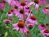 Coneflower Seeds, Purple Coneflower Flower Seeds,"COOL BEANS N SPROUTS" Brand. Home Gardening. - Cool Beans & Sprouts