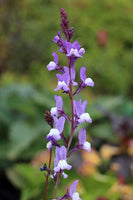 Snapdragon Flower Seeds ,  Linaria Maroccana Snapdragon Fairy Bouquet Flower Seeds,"COOL BEANS N SPROUTS" Brand. Home Gardening. - Cool Beans & Sprouts