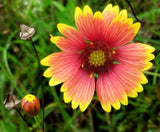 Gaillardia Blanket Flower Seeds, "COOL BEANS N SPROUTS" Brand. Home Gardening. This flower is also know as  Arizona Sun. - Cool Beans & Sprouts