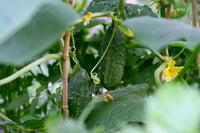 Cucumber Seeds,  Boston Pickling Cucumber Seeds, "COOL BEANS N SPROUTS" Brand. Heirloom. Home Gardening. - Cool Beans & Sprouts